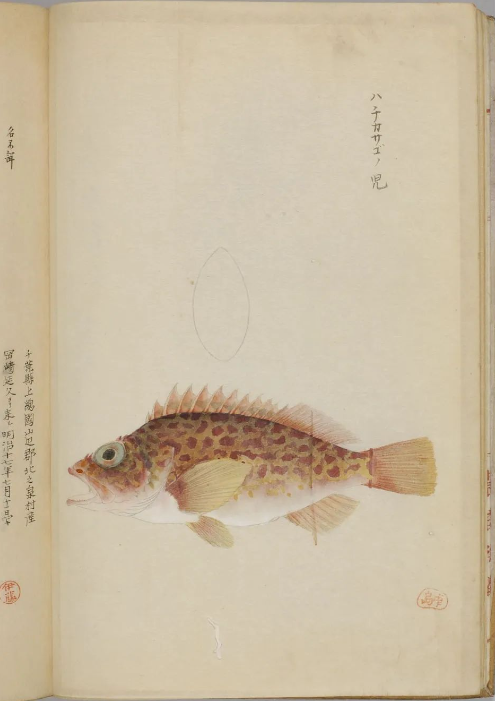古代罕见的精美鱼类画册《博物馆鱼谱》画工栩栩如生