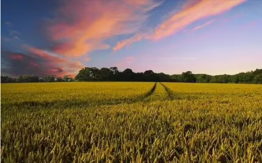 原始社会的农业是怎么样的？|古代南北方的农业有什么差别？