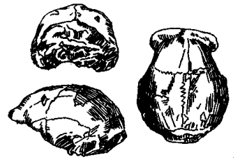 早期中国原始人类有哪些|中国猿人是哪四种？