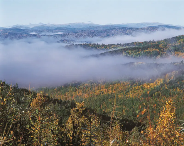 2a94290f027999f3f92d6083d76b07b8 吃的太胖,就会钻不出洞穴|兴安岭树木的由来