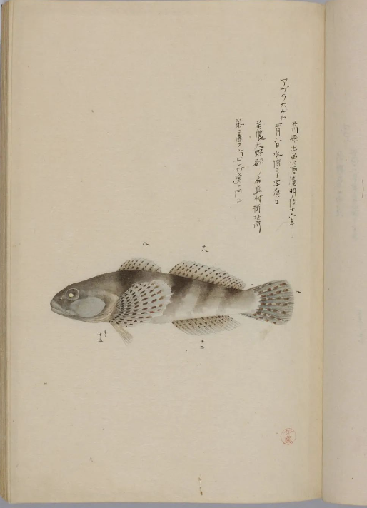 古代罕见的精美鱼类画册《博物馆鱼谱》画工栩栩如生