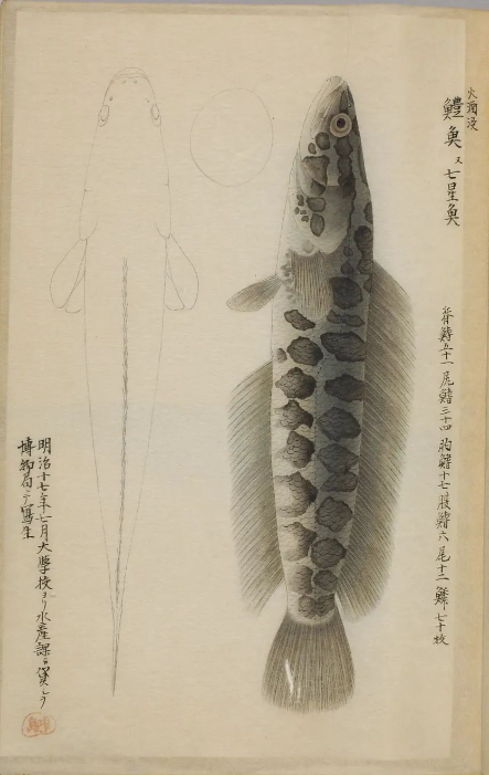 古代罕见的精美鱼类画册《博物馆鱼谱》画工栩栩如生
