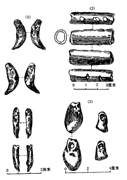 “新智人”的体质怎么样？现代人的头骨是在哪段时间出现特征的？