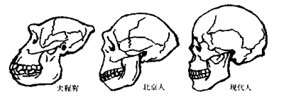 早期中国原始人类有哪些|中国猿人是哪四种？
