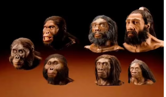 猿人时期的化石发现有哪些？原始人类的体质特征怎么样？