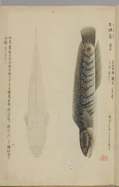 古代罕见的精美鱼类画册《博物馆鱼谱》画工栩栩如生