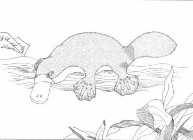 《山海经》作者到过澳洲大陆吗？