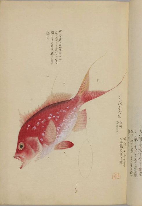 古代罕见的精美鱼类画册《博物馆鱼谱》画工栩栩如生