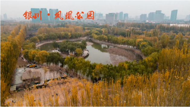 回族凤凰城|幸福鸟的故事