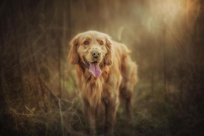 养宠物有什么风水讲究？（怎么选跟自己风水搭的宠物？）