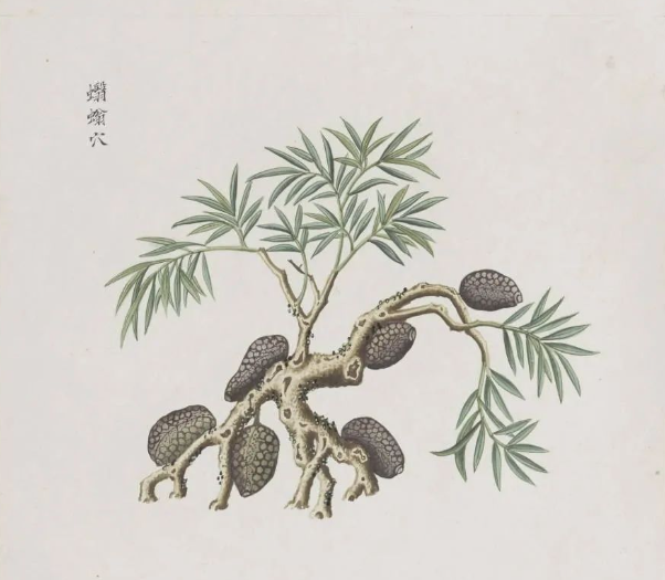 0cf190134bc7bd157f1b4218938ce2c5 罕见珍版一千二百多幅中药画册古籍《各样药材图册》十二册全集