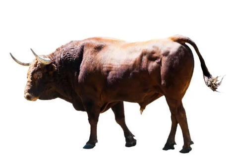 属牛的人买房有什么风水讲究？（属牛人买房怎么看房？）