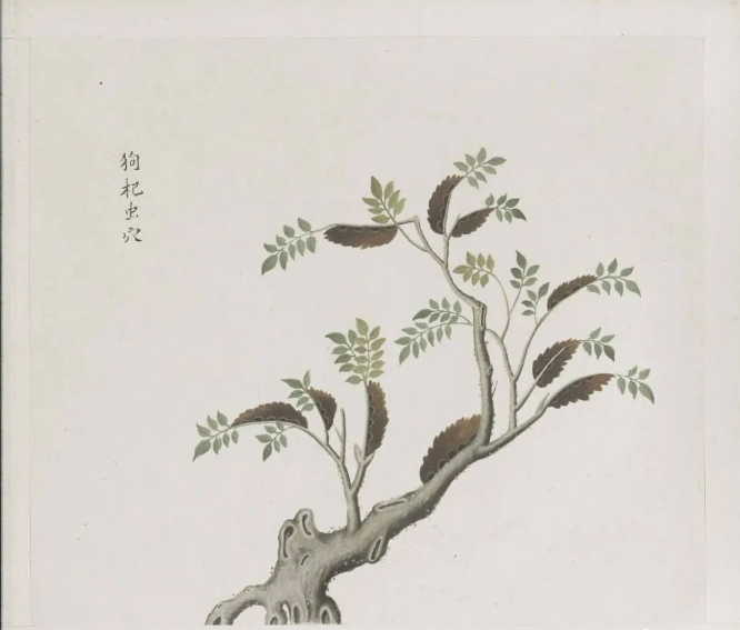 23d2693fff83432959e162d66fecc985 罕见珍版一千二百多幅中药画册古籍《各样药材图册》十二册全集