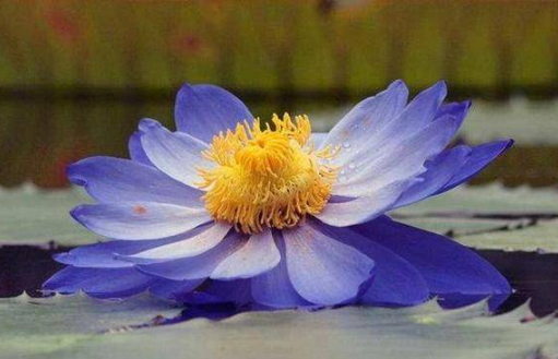 人生成败怎么看？（八字结构看是否能成功？）