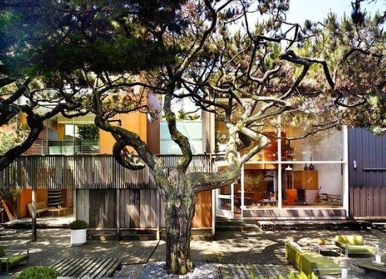 庭院植物风水有什么讲究？（院子只有孤树风水有影响吗？）