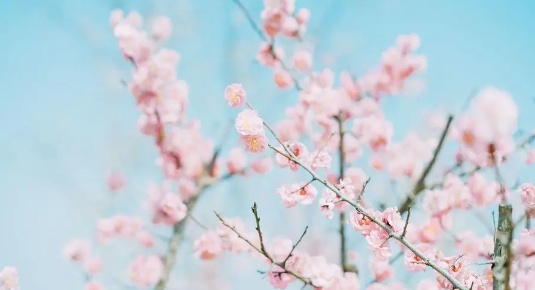 桃花多的八字是怎么样的？（桃花好坏怎么看？）