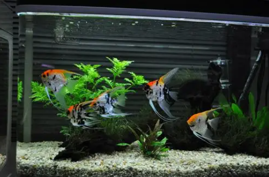 501bd18d540fcd3a42a8cbfc69542f3c 家里养鱼有什么风水讲究吗?(怎么挑家里的观赏鱼?)