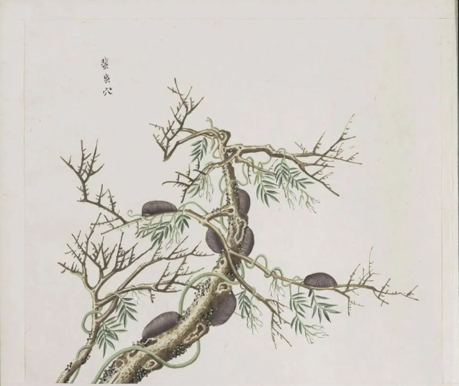 6a7dd04c866a0c4bb54505808c9ed789 罕见珍版一千二百多幅中药画册古籍《各样药材图册》十二册全集