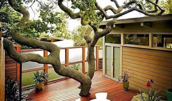 庭院植物风水有什么讲究？（院子只有孤树风水有影响吗？）