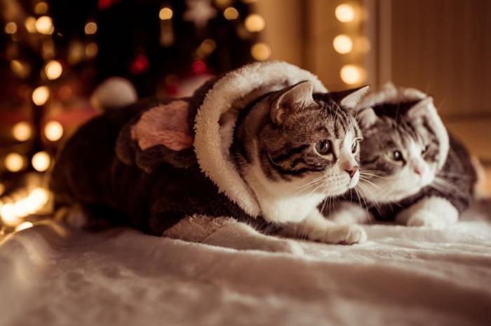 养宠物有什么风水讲究？（怎么选跟自己风水搭的宠物？）