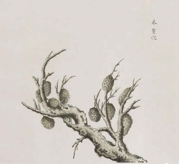 9935ae66a74545254123dc1b4b6cd568 罕见珍版一千二百多幅中药画册古籍《各样药材图册》十二册全集