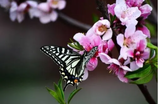 如何通过八字看流年婚姻？（当年桃花怎么看？）