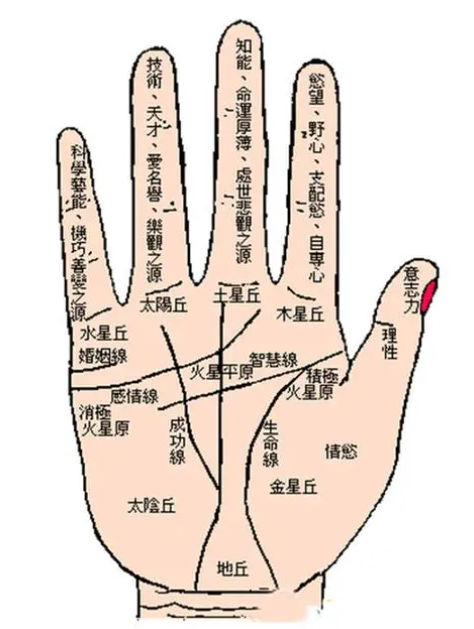 手指弯曲程度可以看富贵性格？（怎么通过看手相命格富贵？）