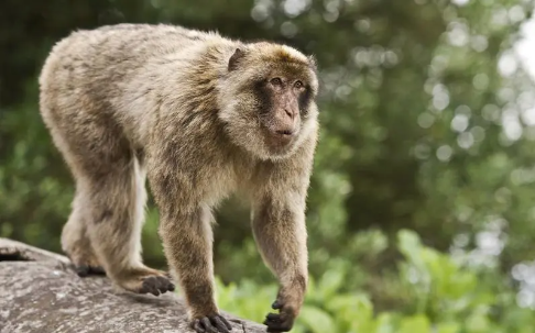 属猴人买房有什么风水讲究？（属猴人怎么看房？）