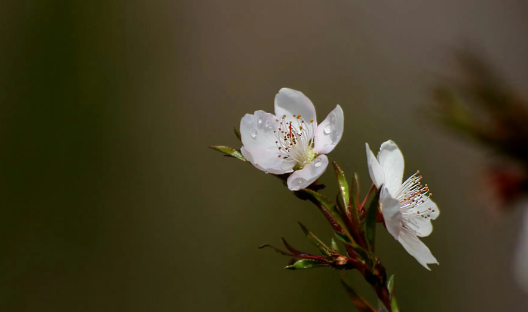 桃花多的八字是怎么样的？（桃花好坏怎么看？）