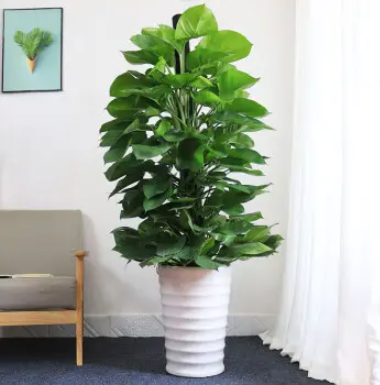 家居盆栽怎么摆放风水好？（盆景风水禁忌）