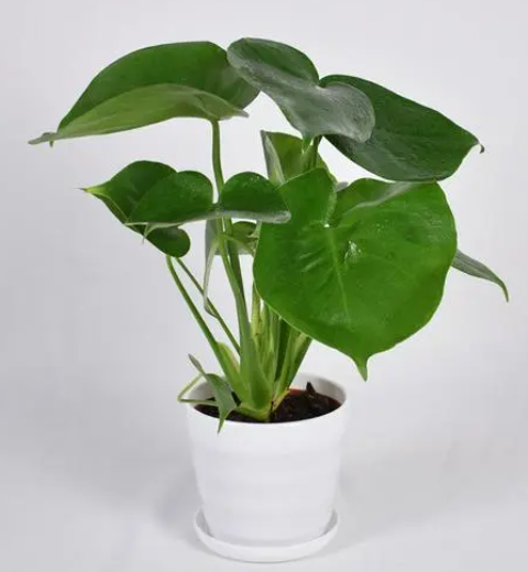 家居盆栽怎么摆放风水好？（盆景风水禁忌）