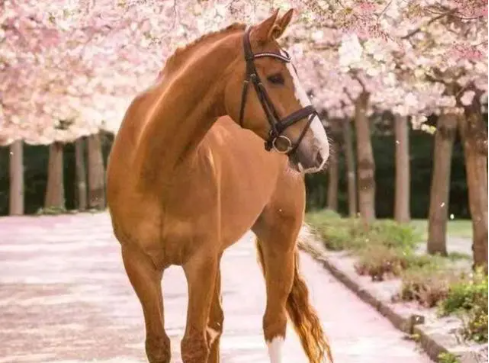 属马人买房该怎么选房？（属马人买房有什么风水讲究？）