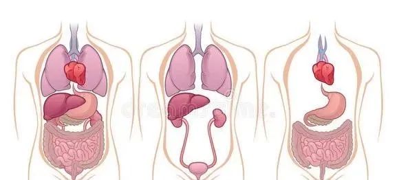 四柱干支代表的身体器官
