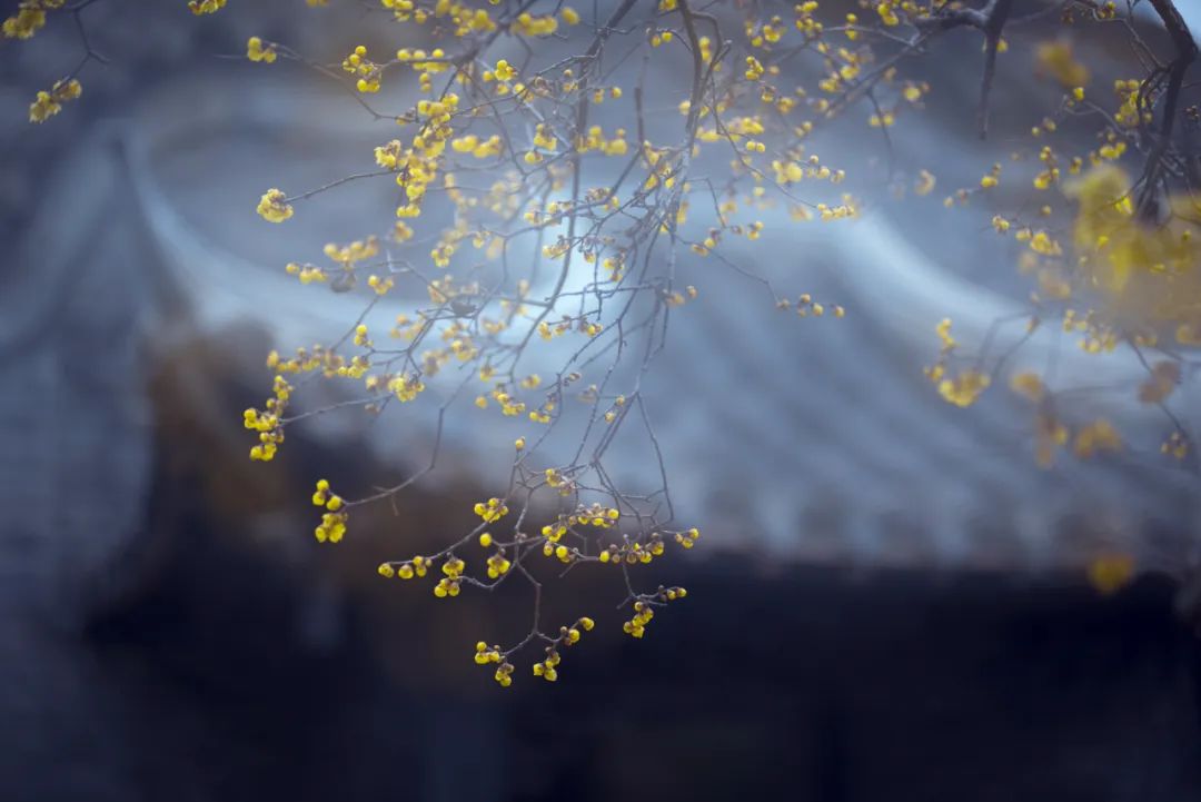 左宗棠8句话道尽世间规律