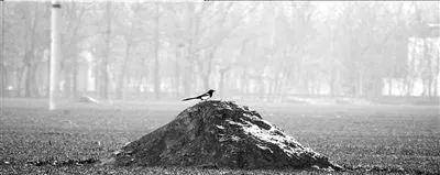 文章标题-1 风水学——解墓碑的灵气