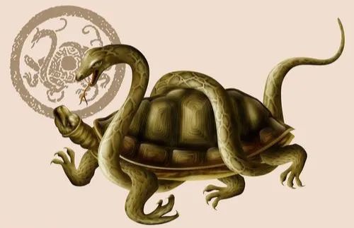 不懂风水没关系，让乌龟帮你找出自家的吉位吧！