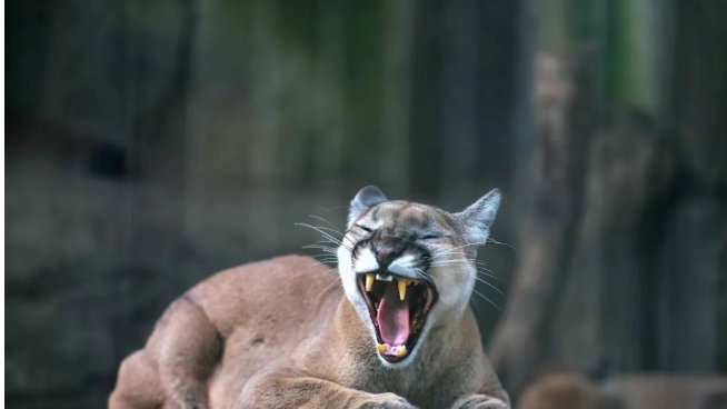 丹蕨·每日课 | 脸即心容