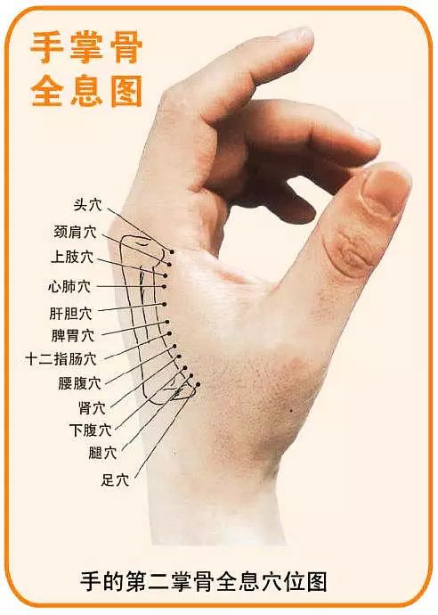 文章标题-10 人体全息元:图解针灸按摩之精髓