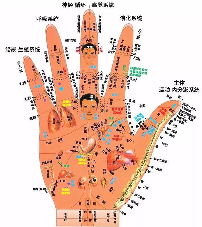 文章标题-15 人体全息元:图解针灸按摩之精髓