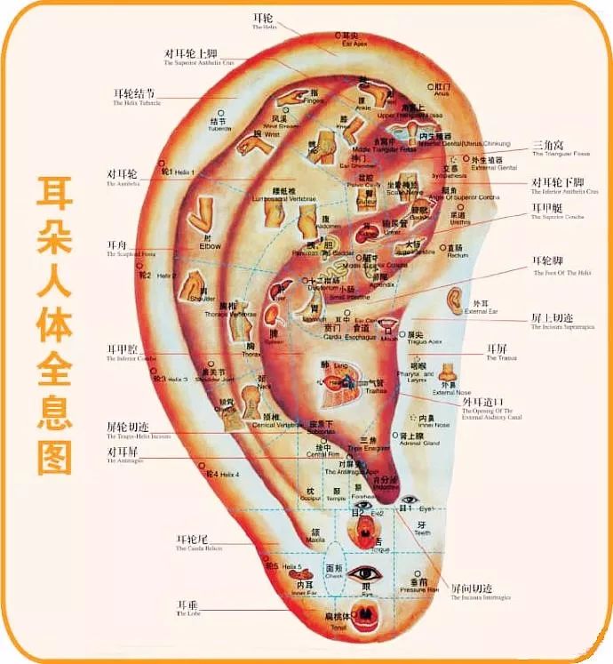 文章标题-18 人体全息元:图解针灸按摩之精髓