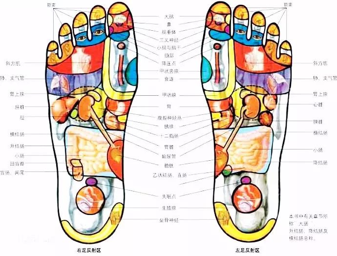 文章标题-19 人体全息元:图解针灸按摩之精髓