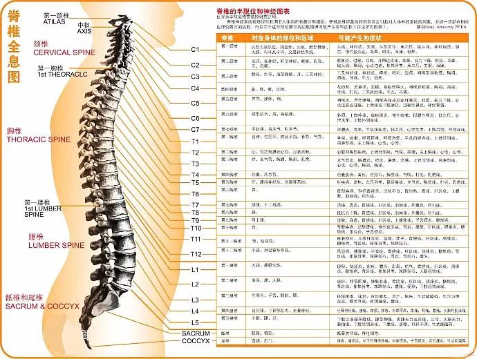 文章标题-22 人体全息元:图解针灸按摩之精髓