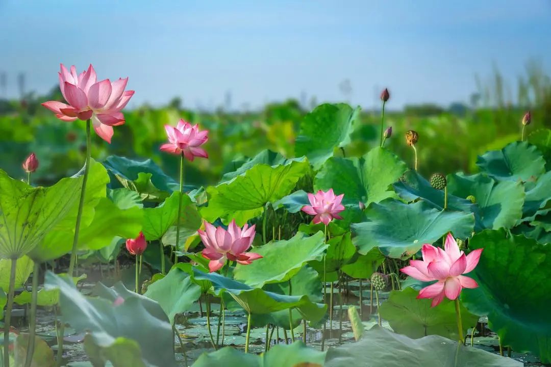 今年三伏很厉害，从这一天开始要注意！