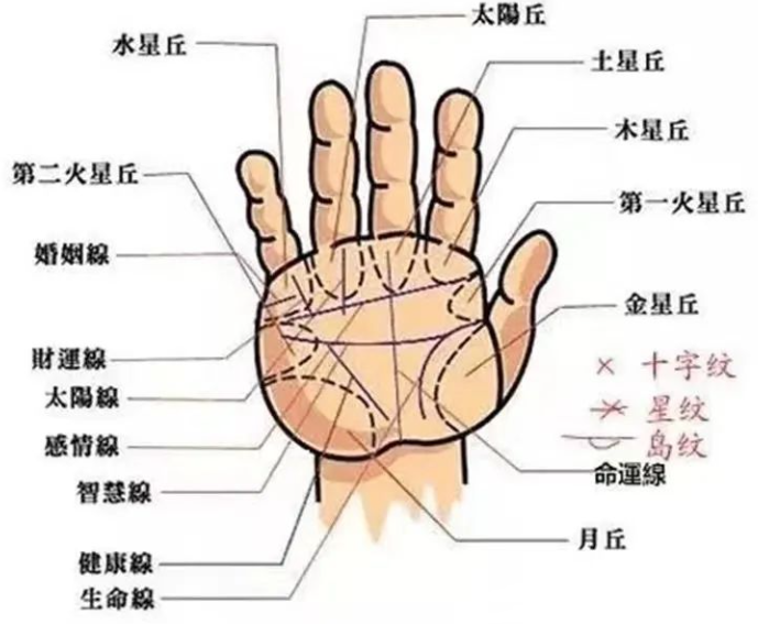 文章标题-7 相学——手掌上的主纹与副纹