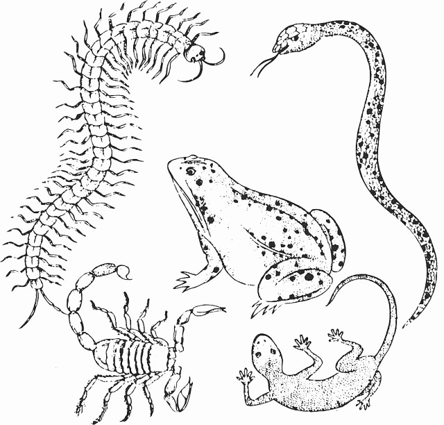 文章标题-5 五毒月九毒日即将来临:到底有多毒?这些禁忌不可犯!