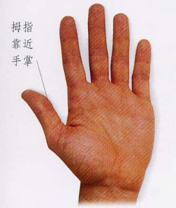 文章标题-4 相学——手相 - 手指