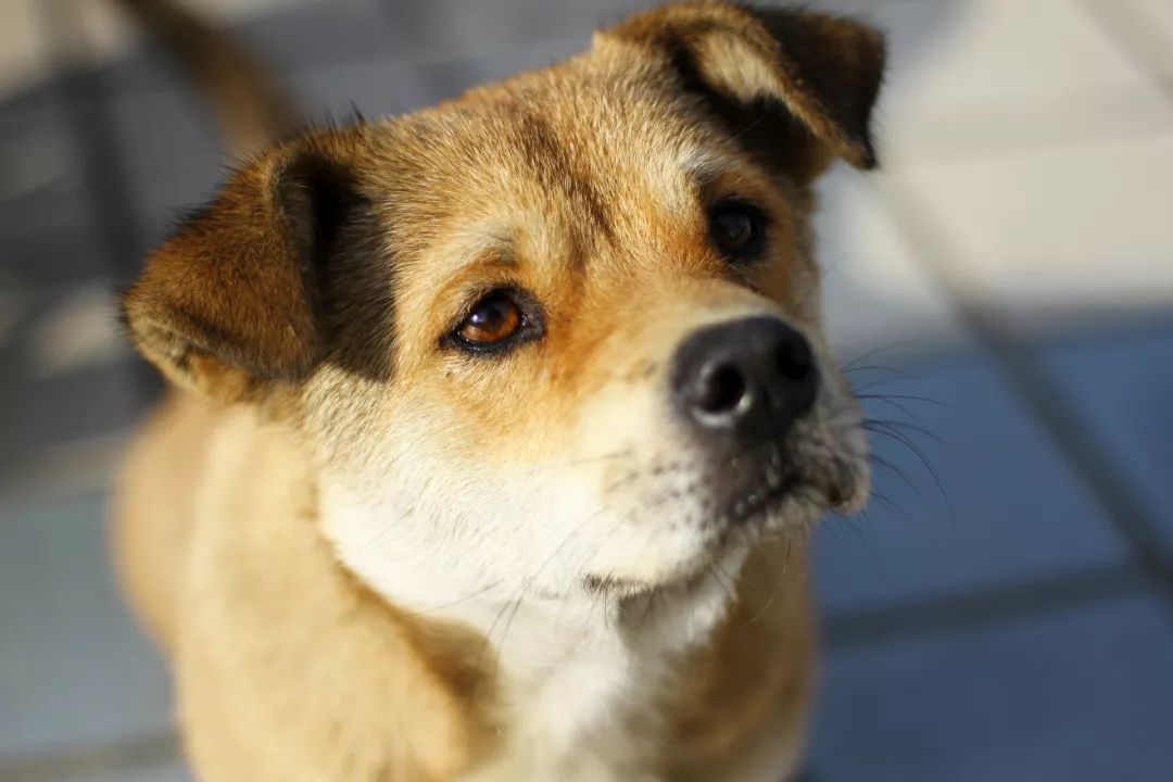 家中一旦出现这个动物，千万要注意了！