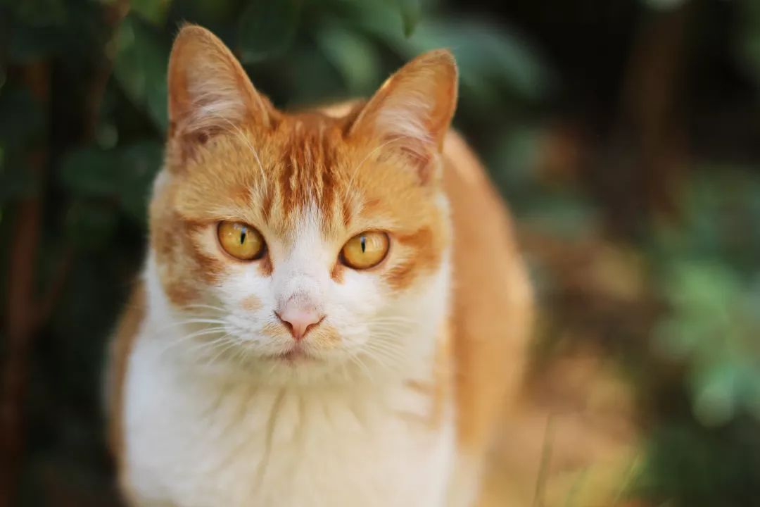 家中一旦出现这个动物，千万要注意了！