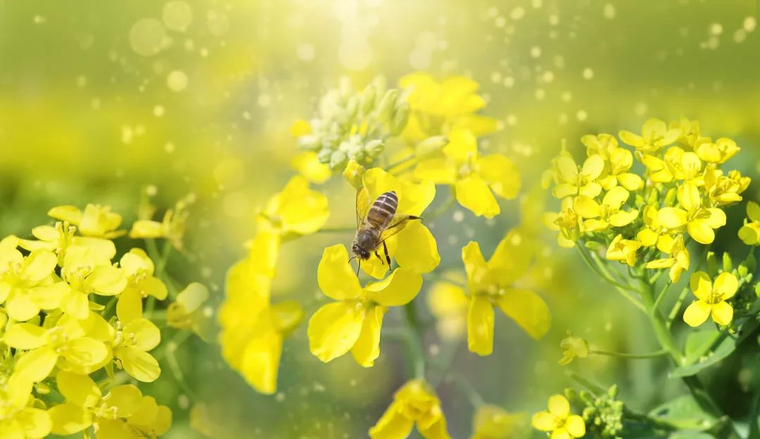 家中一旦出现这个动物，千万要注意了！