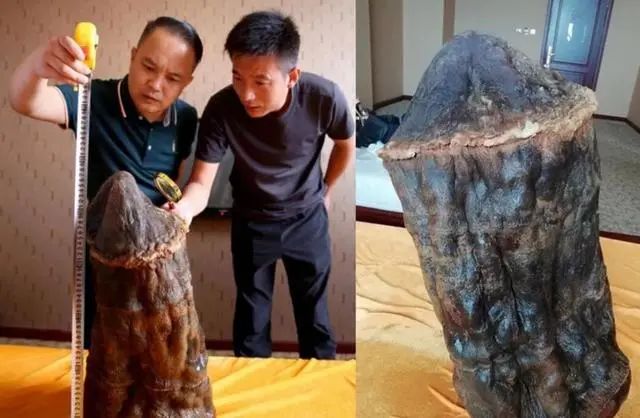 文章标题-6 “太岁”是什么东西?中国科学家们研究发现,其组成成分过于复杂
